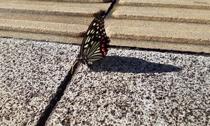 朝一番の来客がぁ