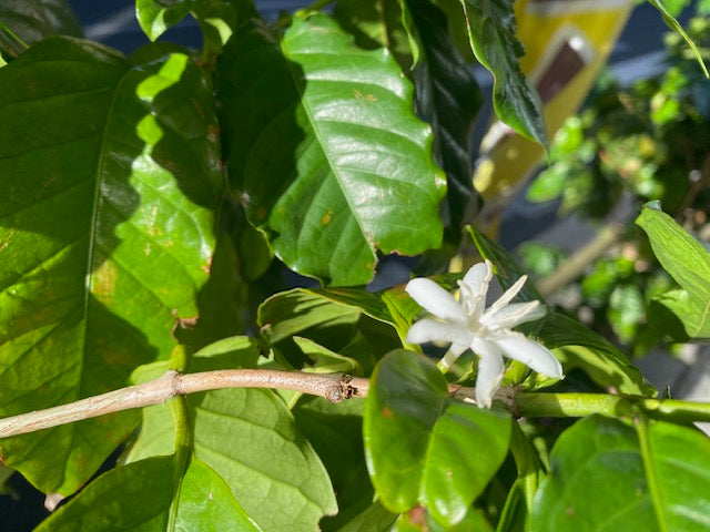 コーヒーの花が咲いたよ〜