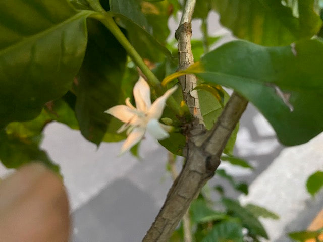 コーヒーの花が咲いたよ〜２